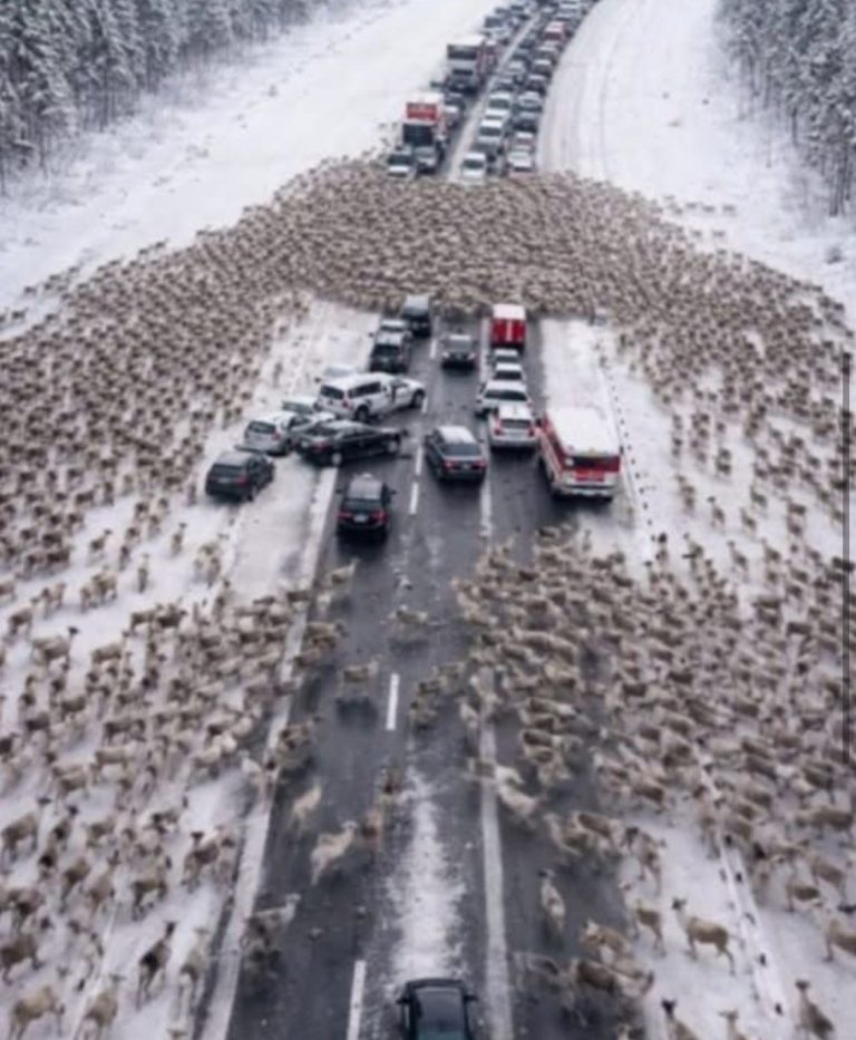 A sofőrök egy karácsonyi csoda szemtanúi lettek: szarvasok ezrei özönlöttek az útra.